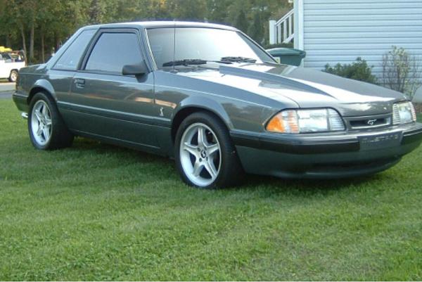 My new fox ,-image-2780613863.jpg