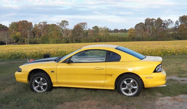 Pics of the 17 year old Stallion grazing-101_0109.jpg