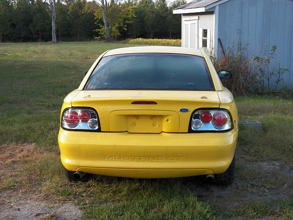 Pics of the 17 year old Stallion grazing-94tailbefore.jpg