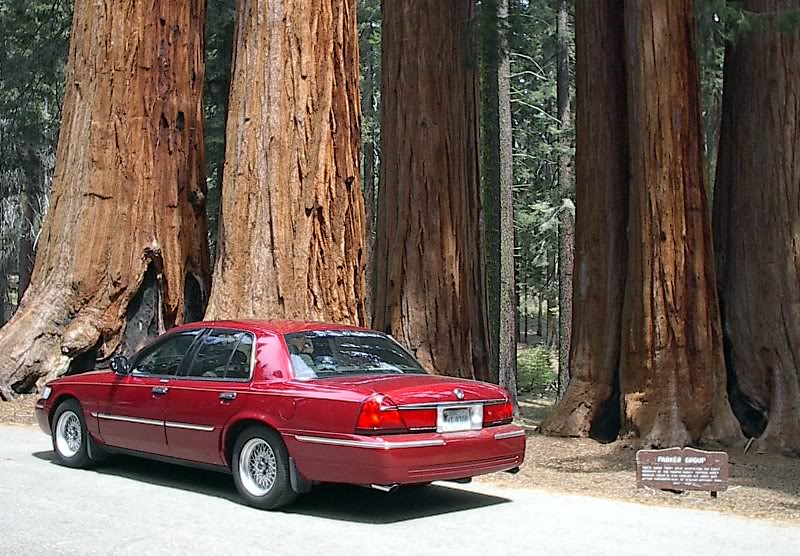 Name:  MercatSequoiawithtrees2006800w.jpg
Views: 130
Size:  142.9 KB