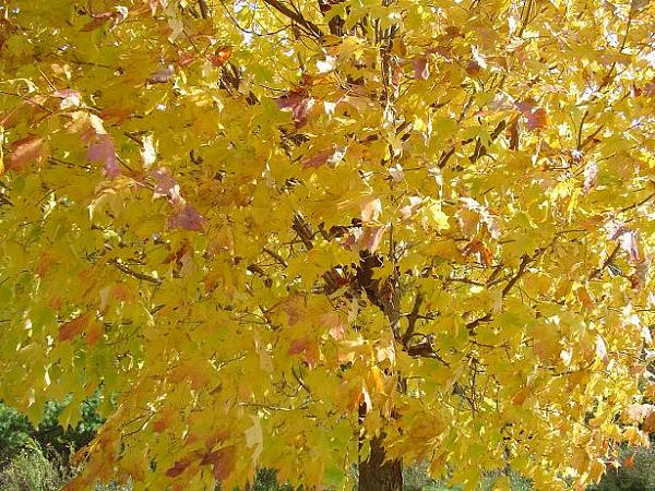 A beautiful fall day...-dsc01771.jpg