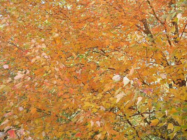 A beautiful fall day...-dsc01789.jpg