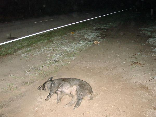 I got hit by a wild hog, need help with insurance-1.jpg