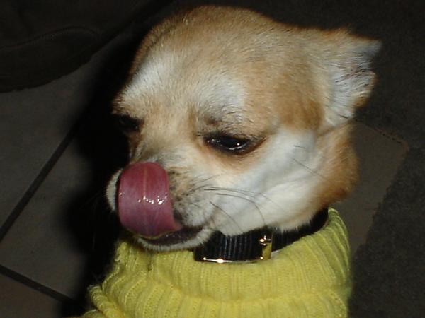 Here is the Steed in all of his glory!-dsc09674.jpg