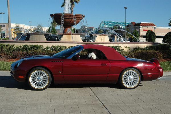 FLORIDA - Next BIG Show - Orlando 2/23-meggies-merlot.jpg