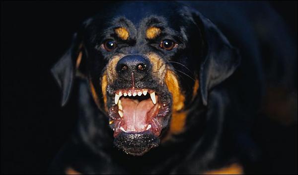 Midwest TMS'ers General Communication Thread-rottweiler.jpg