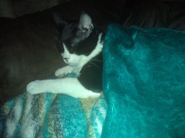 The TMS Cat Thread!-wp_000004.jpg