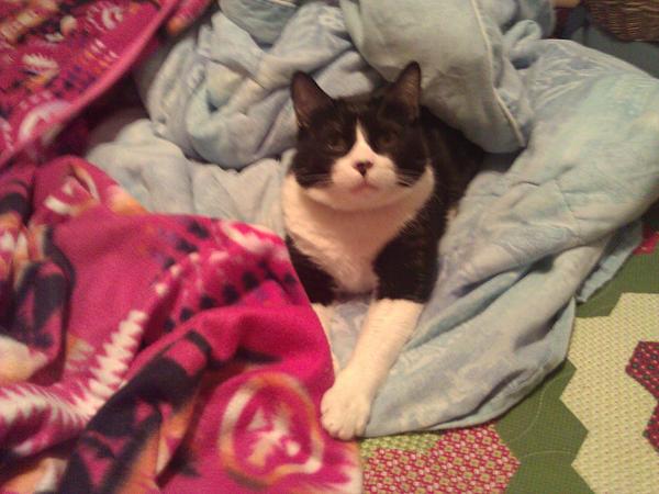 The TMS Cat Thread!-wp_000033.jpg