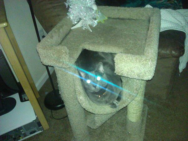 The TMS Cat Thread!-wp_000089.jpg