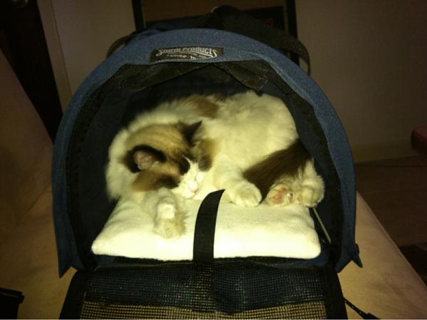 The TMS Cat Thread!-image-729600047.jpg