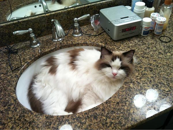 The TMS Cat Thread!-image-2848802949.jpg