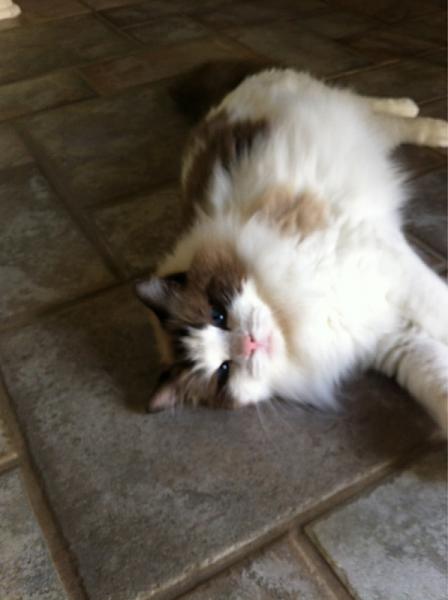 The TMS Cat Thread!-image-717746994.jpg