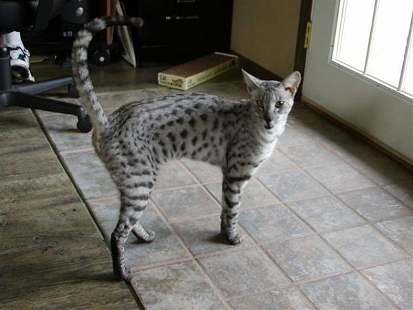 The TMS Cat Thread!-kh.jpg