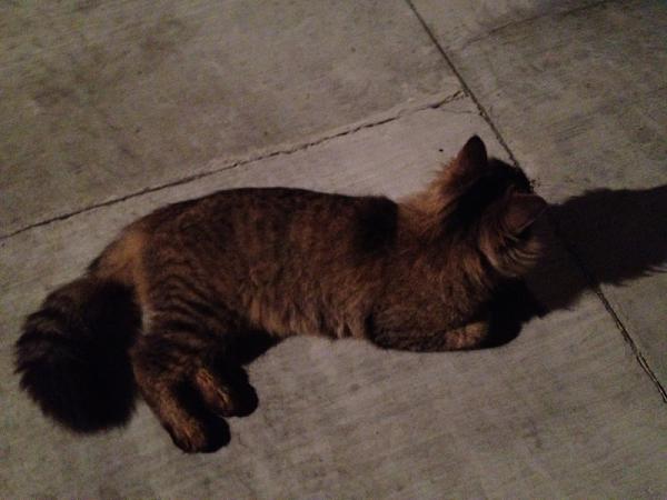 The TMS Cat Thread!-image-3478439331.jpg