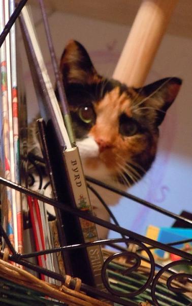 The TMS Cat Thread!-163151_181521461876204_100000550531626_547425_7018324_n.jpg