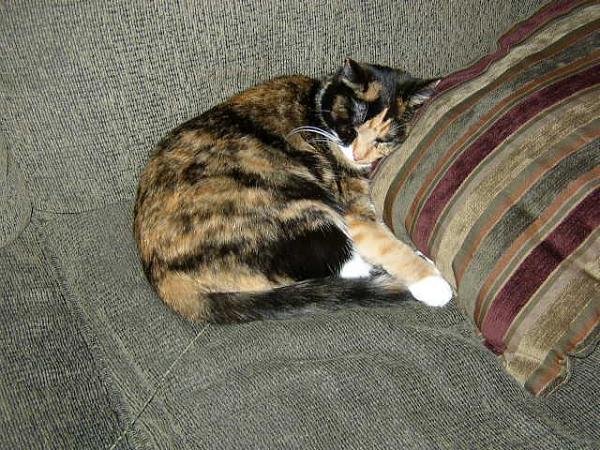 The TMS Cat Thread!-379528_318046111557071_100000550531626_1195170_2009275480_n.jpg