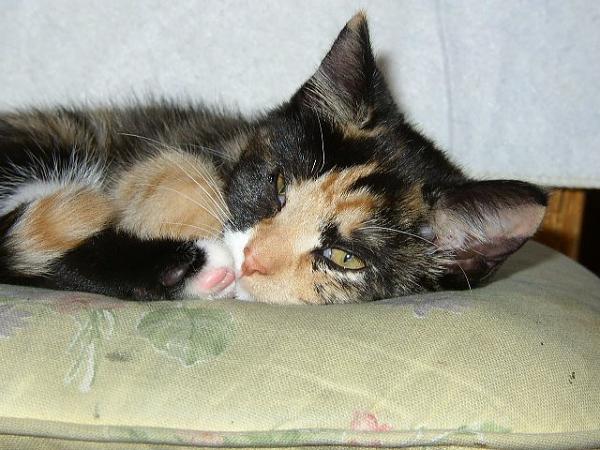 The TMS Cat Thread!-388507_318046591557023_100000550531626_1195172_1763111902_n.jpg