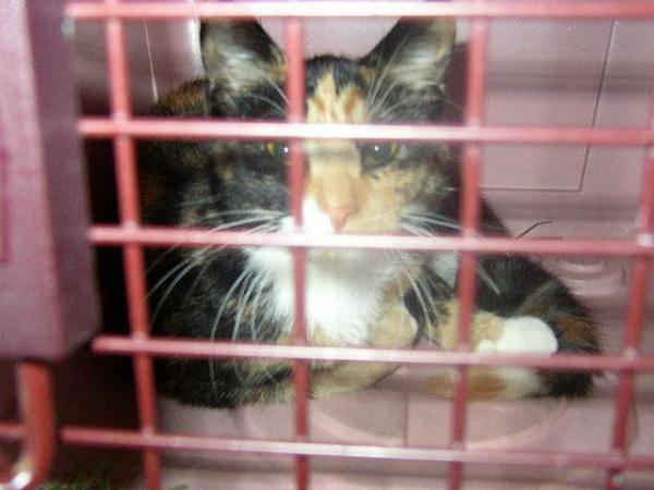 The TMS Cat Thread!-388044_318050594889956_100000550531626_1195193_50370736_n.jpg