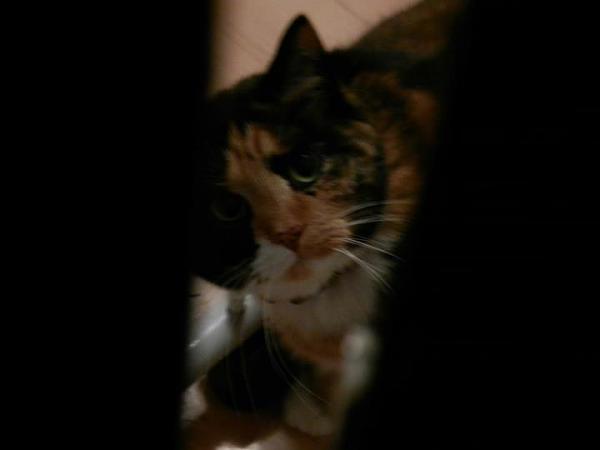 The TMS Cat Thread!-409004_357108904317458_100000550531626_1317647_146674390_n.jpg