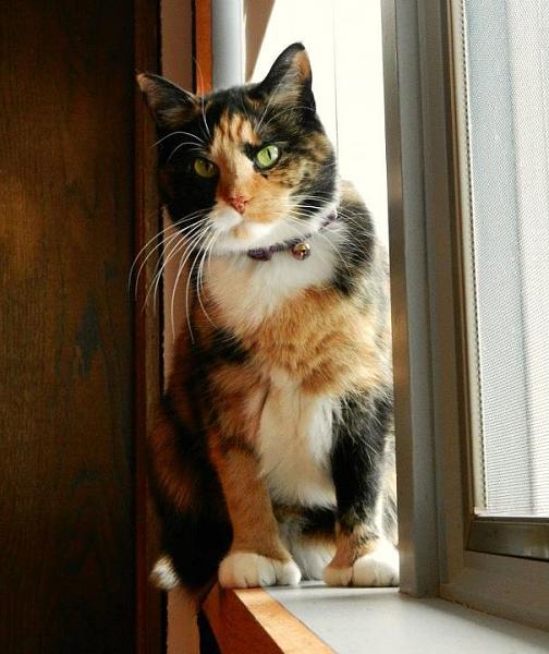 The TMS Cat Thread!-430839_357107807650901_100000550531626_1317639_1236268274_n.jpg