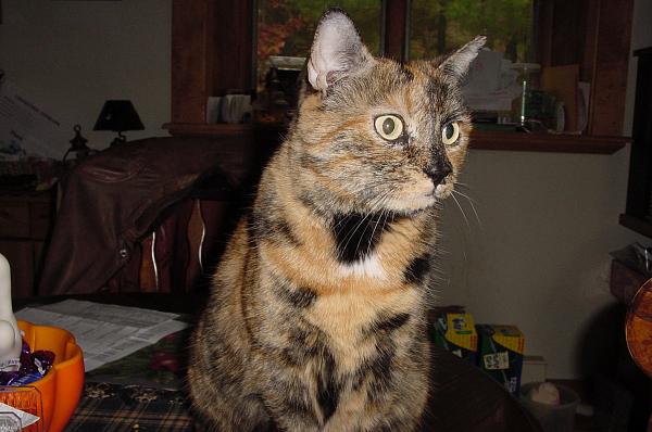 The TMS Cat Thread!-dsc01345.jpg