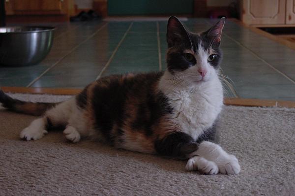 The TMS Cat Thread!-dsc01295.jpg
