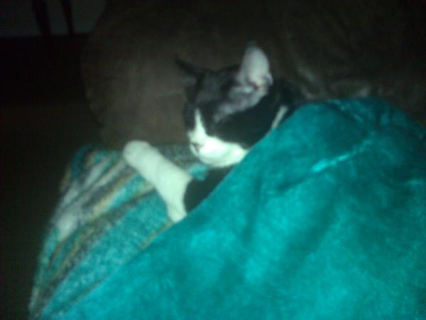 The TMS Cat Thread!-wp_000003.jpg