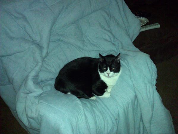 The TMS Cat Thread!-wp_000040.jpg