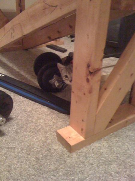 The TMS Cat Thread!-149996_1454696007310_1230618480_31025293_5768479_n.jpg