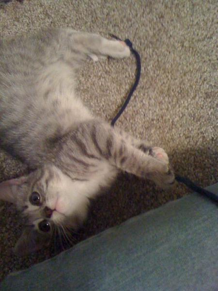 The TMS Cat Thread!-155206_1454695007285_1230618480_31025288_766967_n.jpg