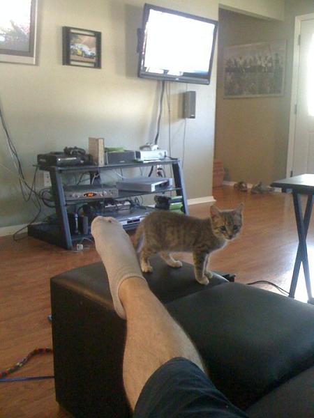 The TMS Cat Thread!-148400_1465062466465_1230618480_31042238_2027311_n.jpg