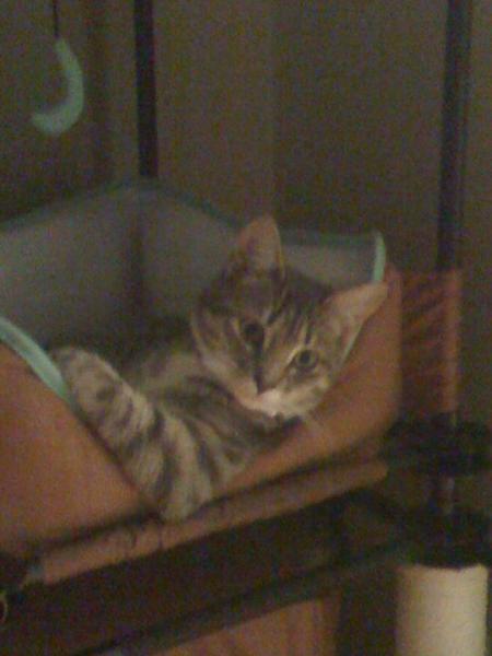 The TMS Cat Thread!-248361_1751313062551_1230618480_31490904_6909723_n.jpg