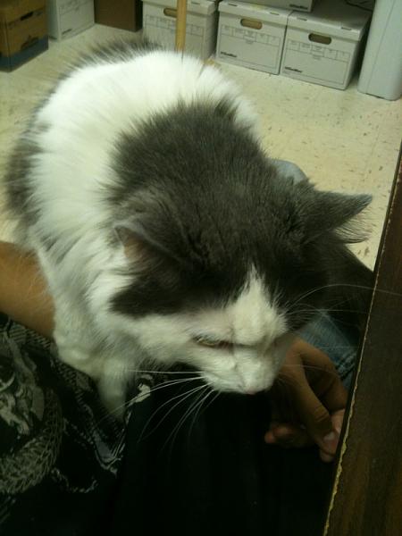 The TMS Cat Thread!-image-968870495.jpg