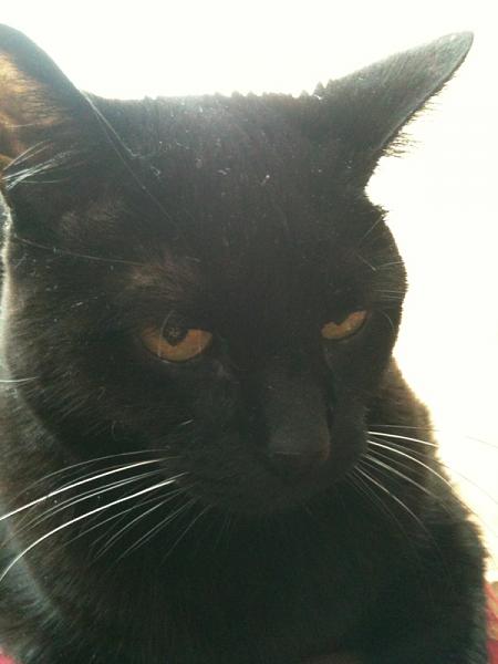 The TMS Cat Thread!-image-1241390470.jpg