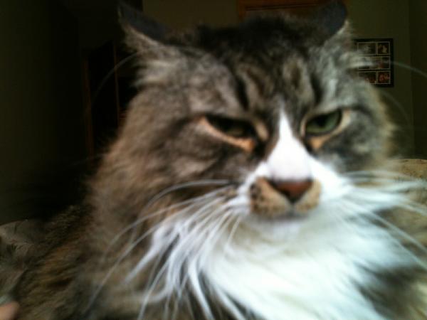 The TMS Cat Thread!-image-2228076826.jpg