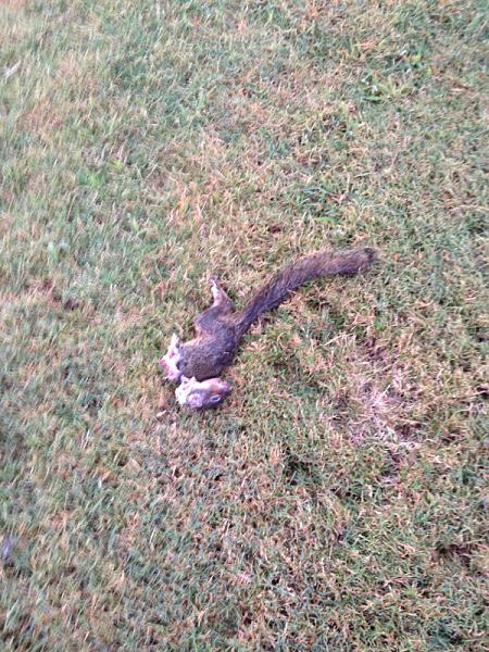 The TMS Cat Thread!-image-1134238521.jpg