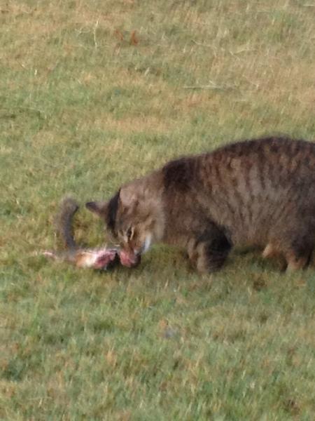 The TMS Cat Thread!-image-1039563624.jpg