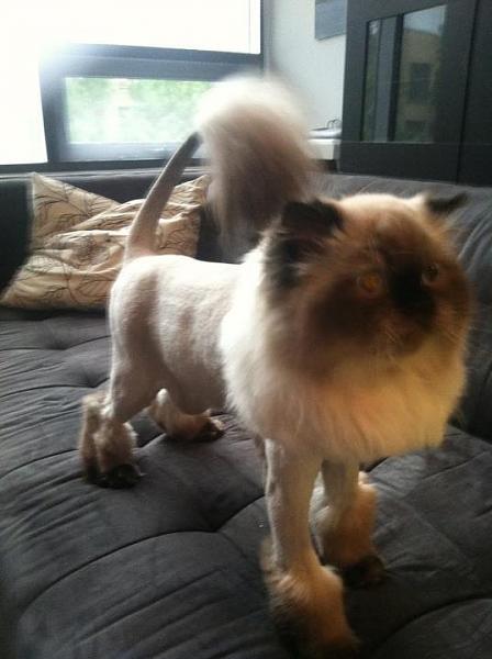 The TMS Cat Thread!-image-669520931.jpg