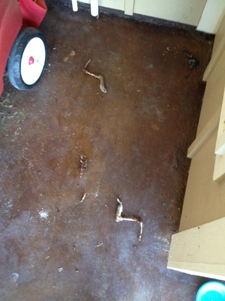 The TMS Cat Thread!-image-853772448.jpg