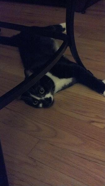 The TMS Cat Thread!-jerse-2.jpg