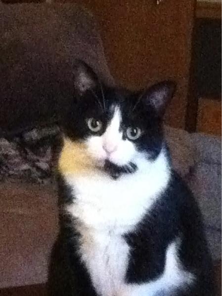 The TMS Cat Thread!-image-2236445735.jpg