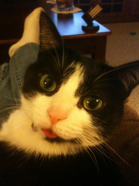 The TMS Cat Thread!-image-557835175.jpg