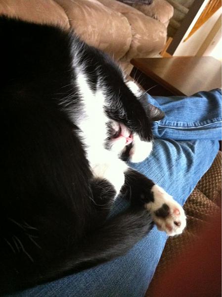 The TMS Cat Thread!-image-1628109636.jpg