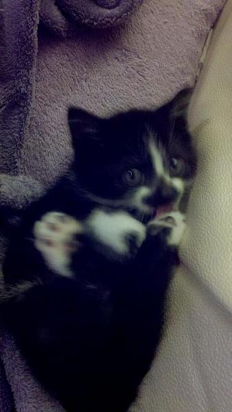 The TMS Cat Thread!-jerse-1.jpg