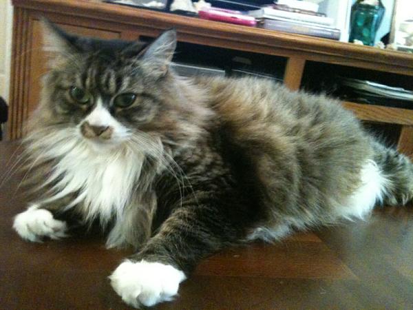 The TMS Cat Thread!-image-1524029357.jpg