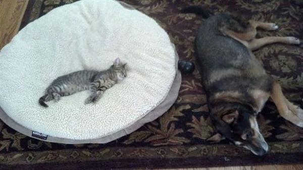 The TMS Cat Thread!-image-2059027962.jpg