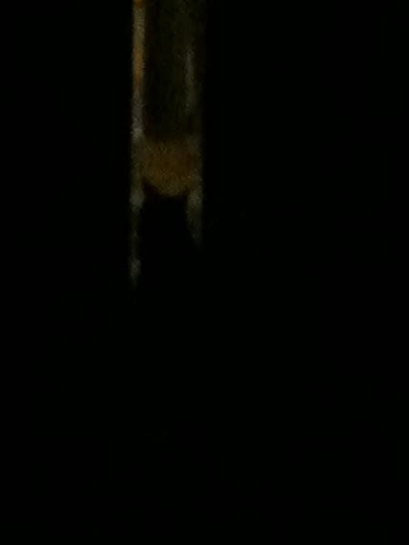 The TMS Cat Thread!-image-2389787604.jpg