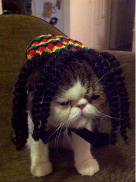 The TMS Cat Thread!-image-3139032443.jpg