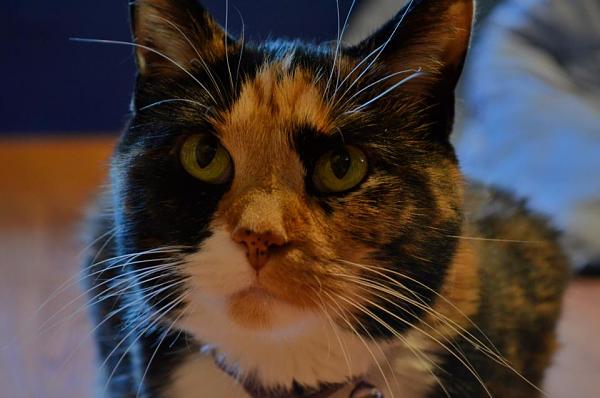 The TMS Cat Thread!-424660_500503223311358_1180444426_n.jpg