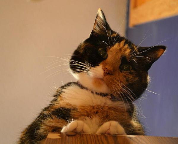 The TMS Cat Thread!-310572_500503533311327_1416669919_n.jpg